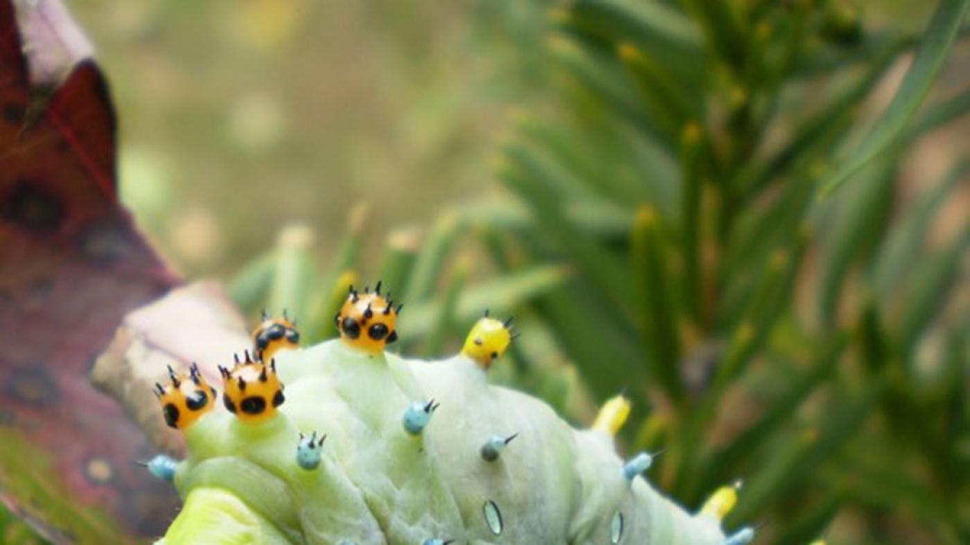 Cecropia moth Caterpillar