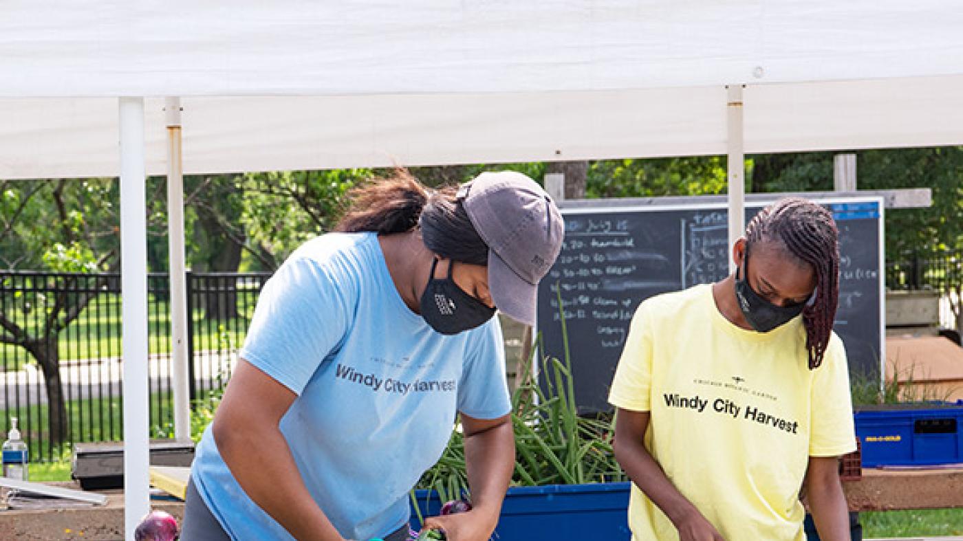 Windy City Harvest