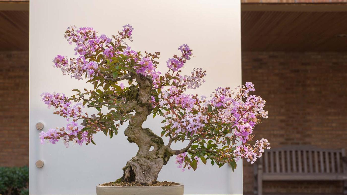 adopt-a-bonsai