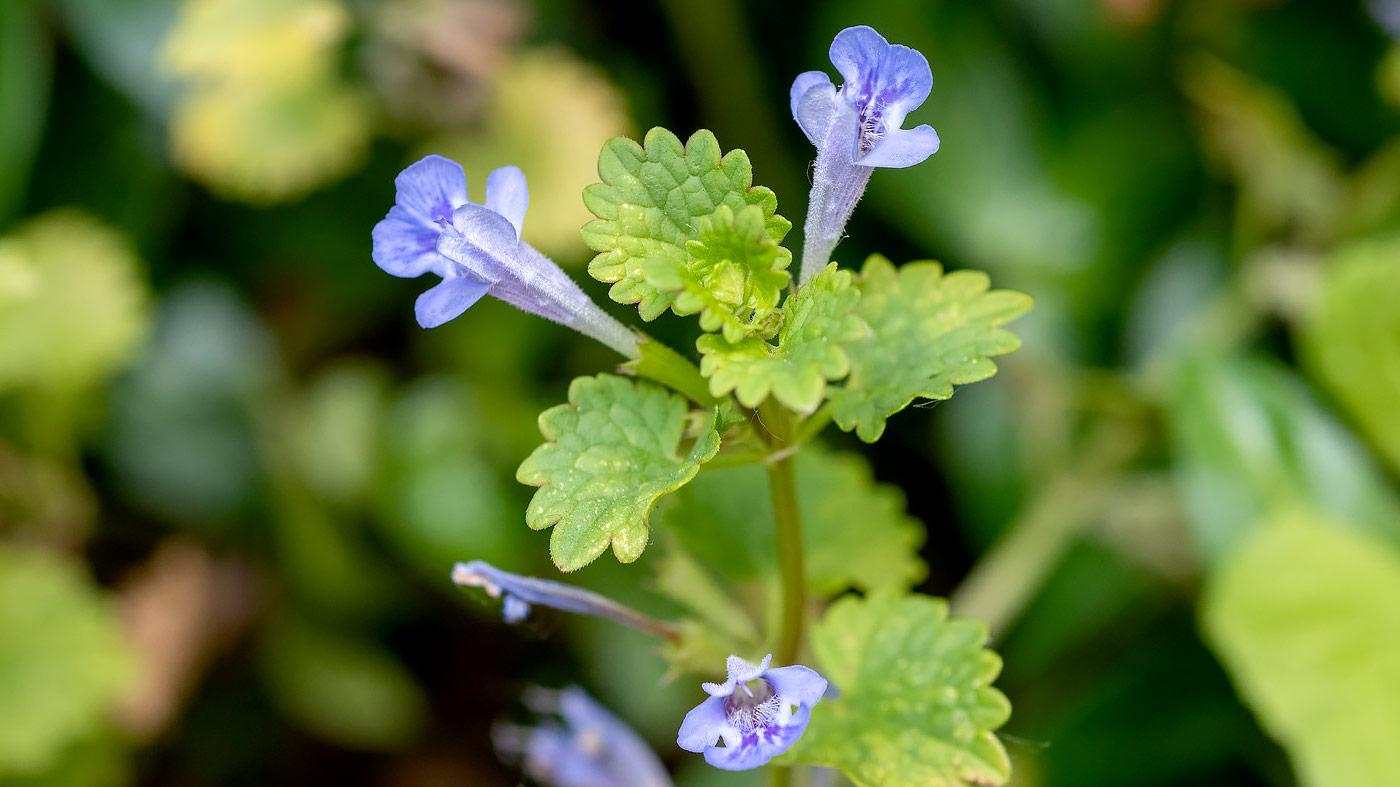 Edible Weeds Flowers