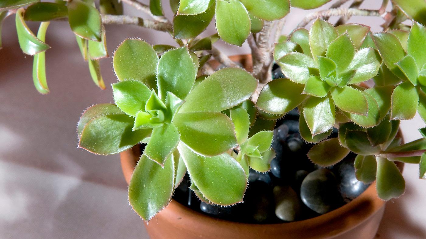 Houseplant Care