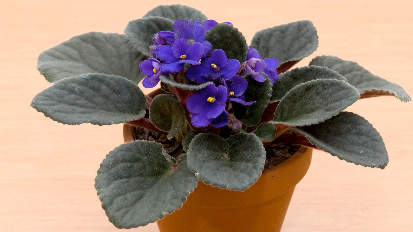 Houseplants 101