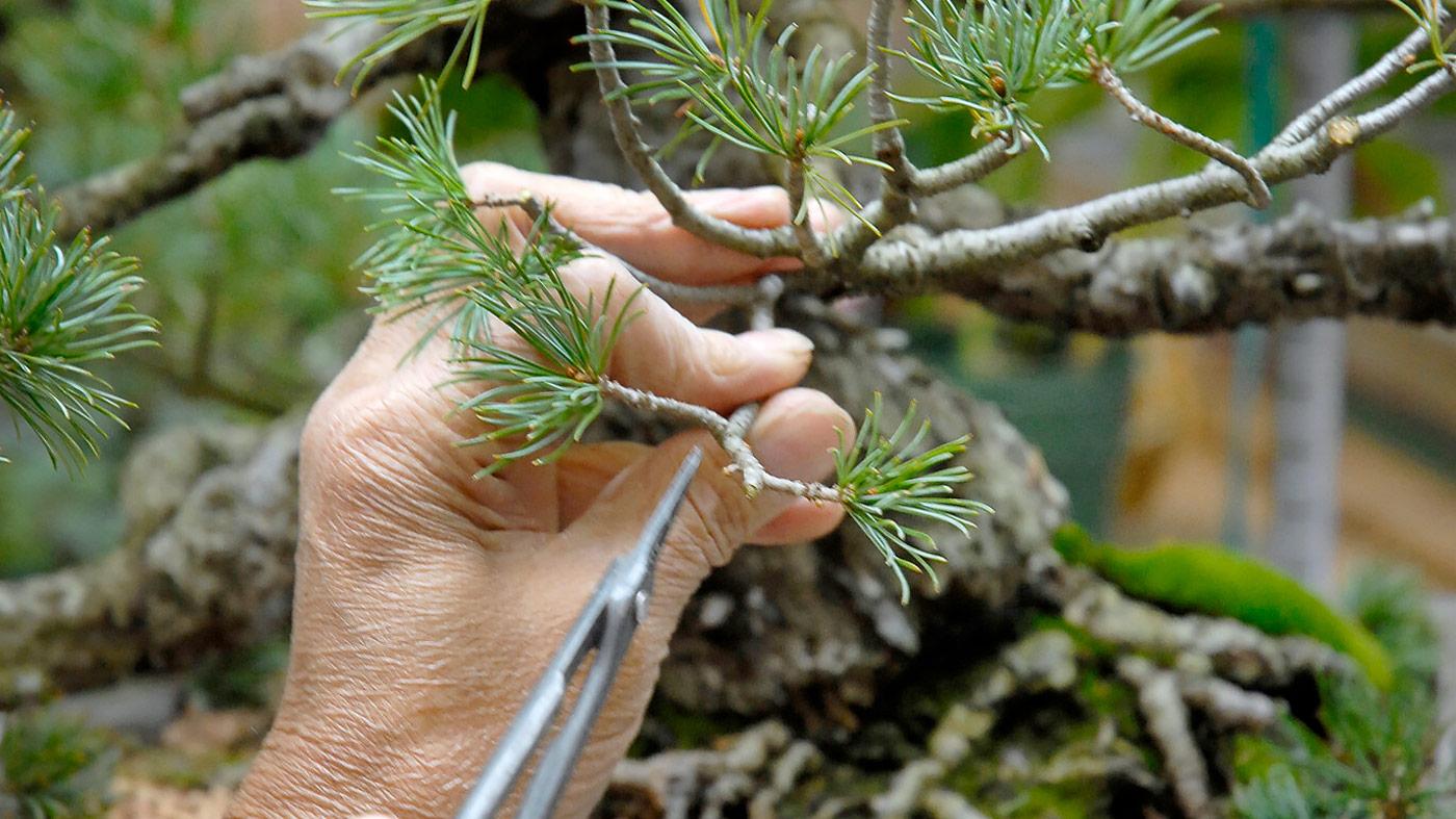 Spring Bonsai Care