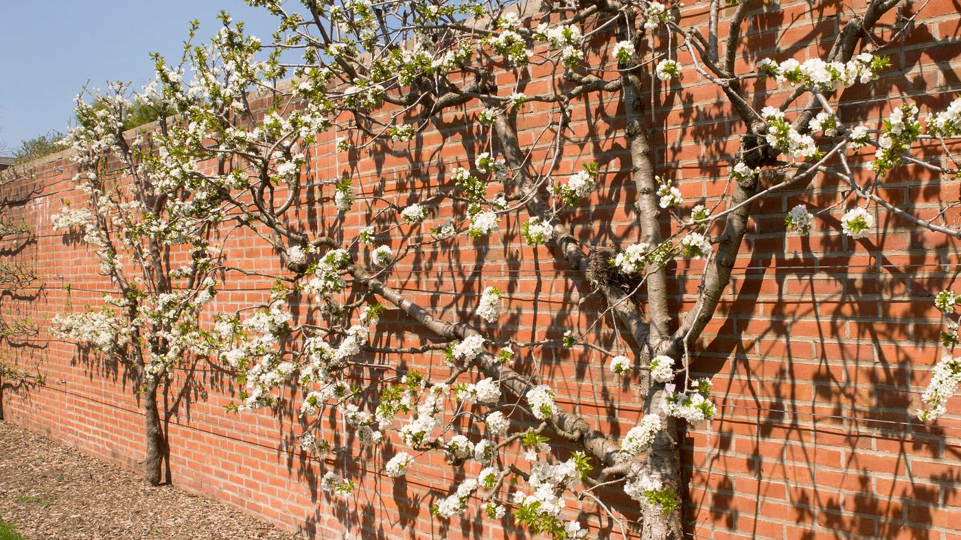 Espalier