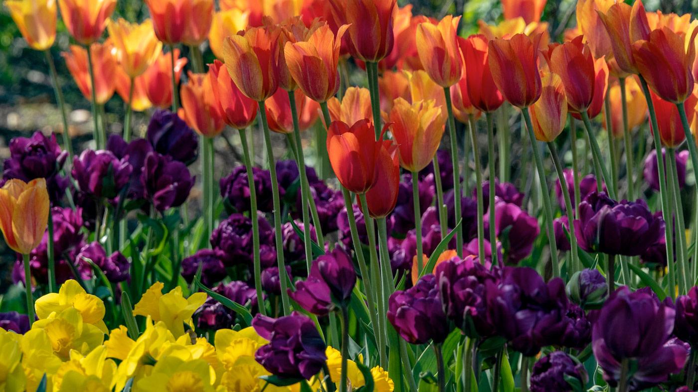 Hardy Bulbs