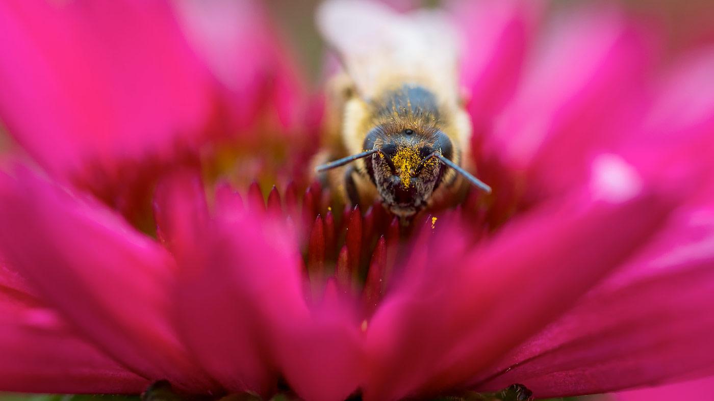 Plants for Pollinators