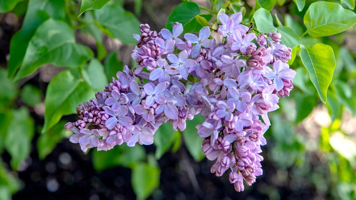 Small Flowering Trees