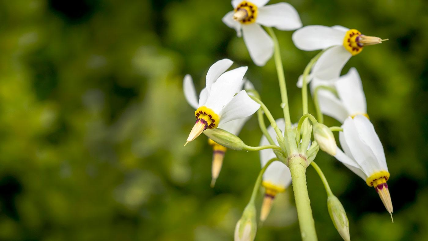 Spring Wildflowers