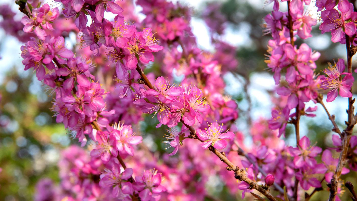 Versatile Crabapples