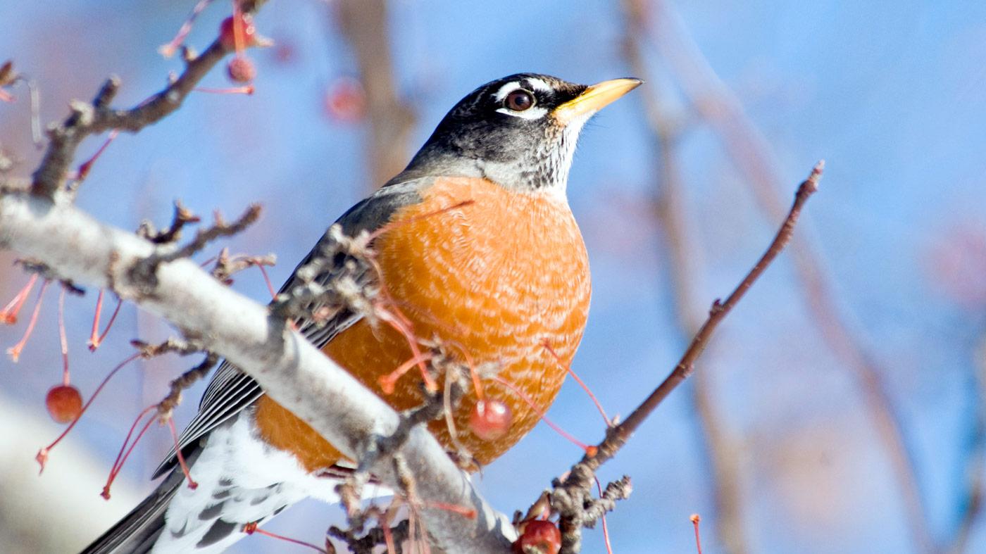 Winter Bird Walk