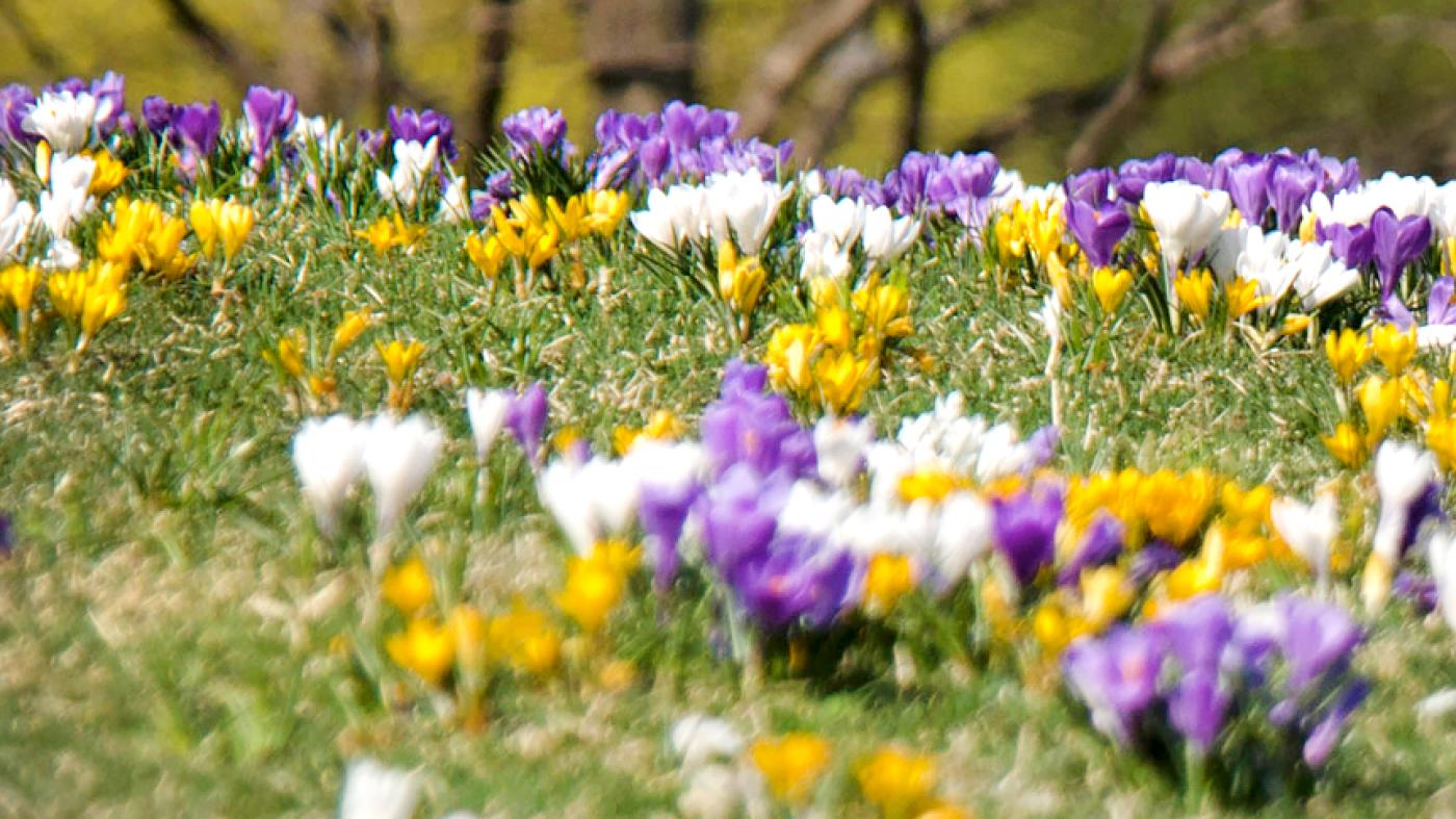 crocus