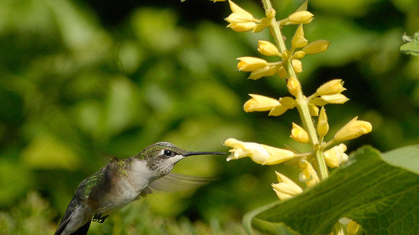 Hummingbird at the Garden