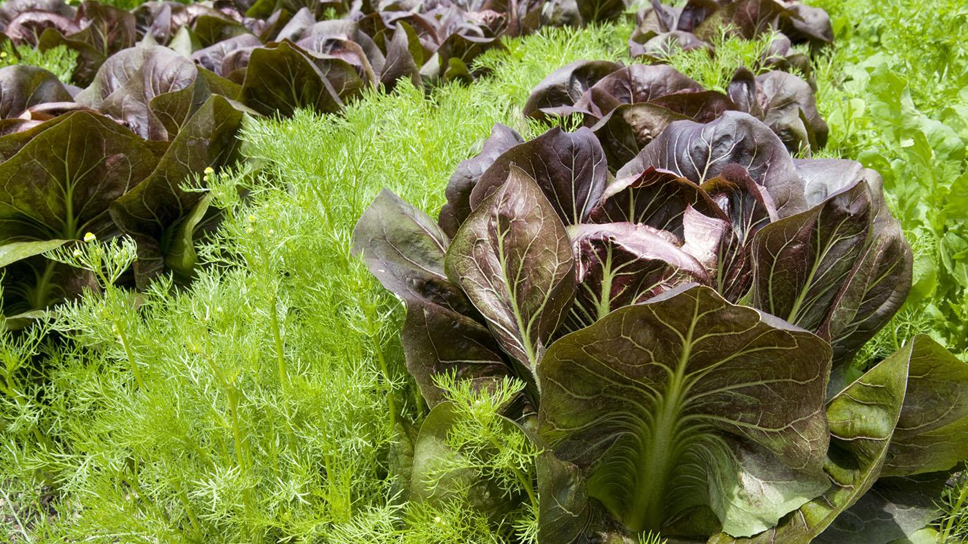 Edible Garden