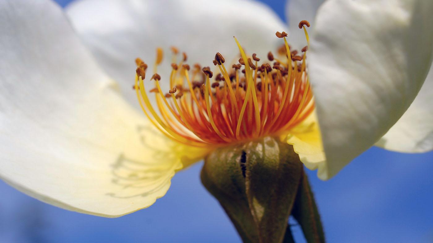 Macro photography