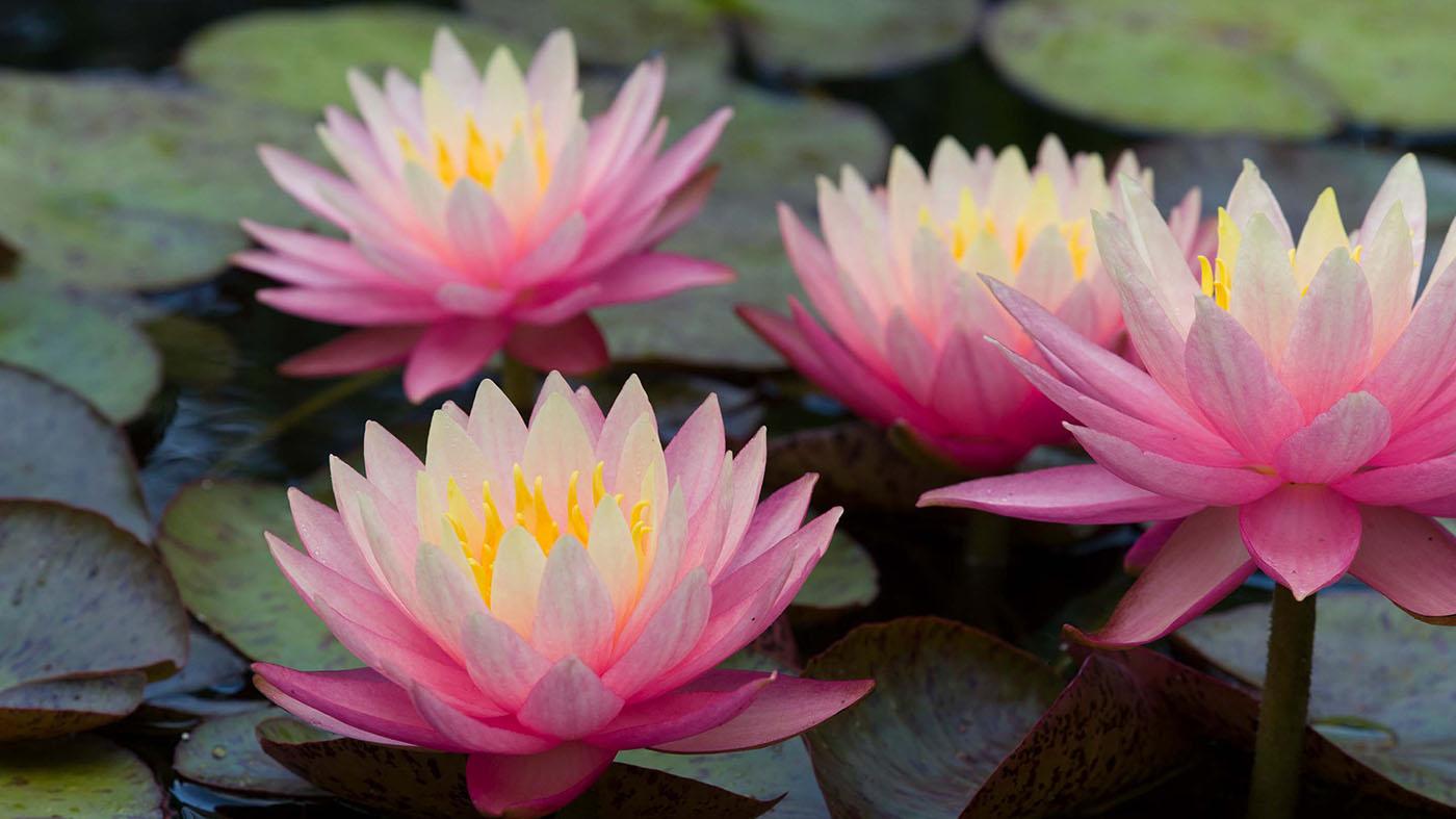 Photographing waterlilies