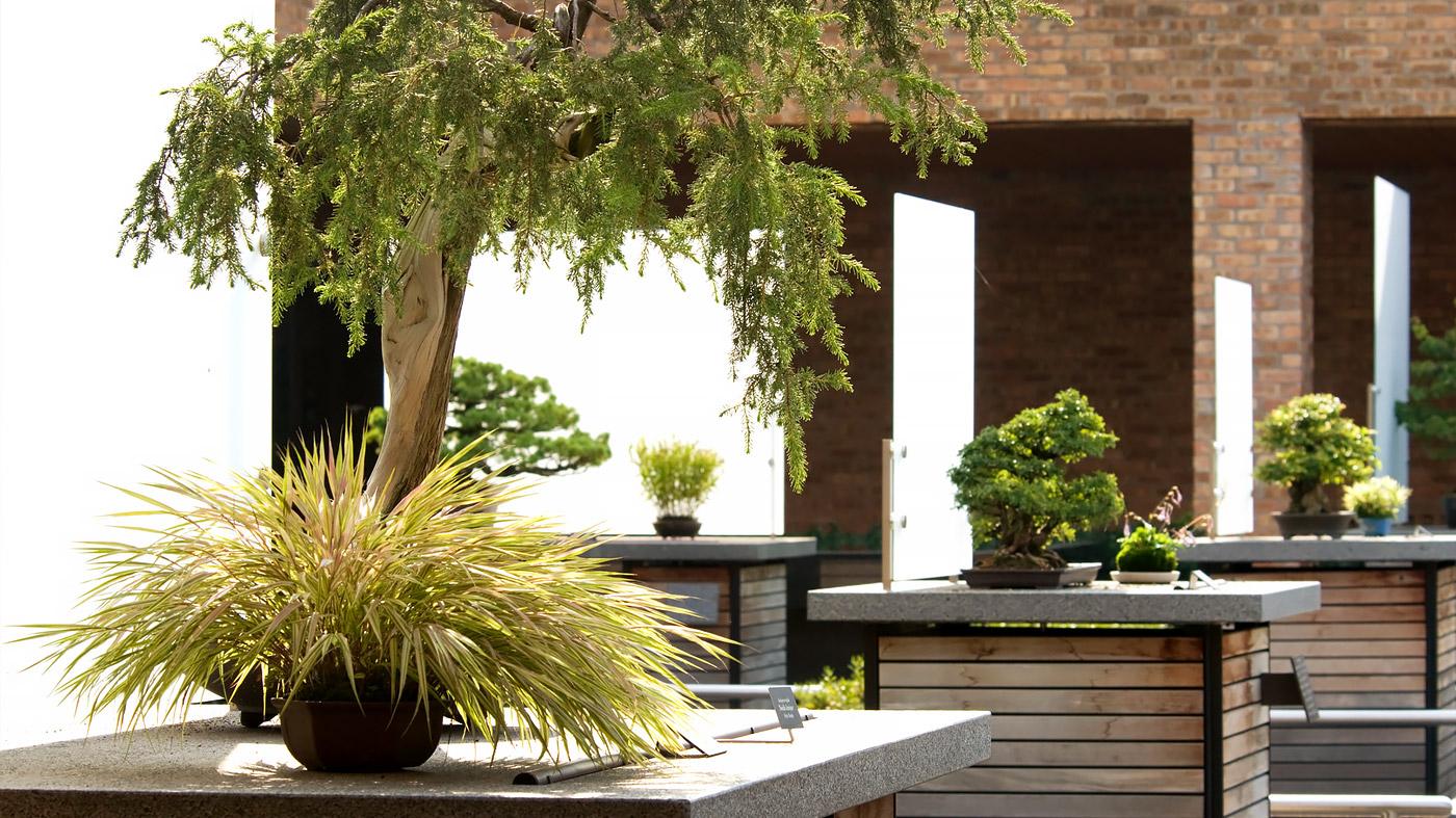 Bonsai Courtyard
