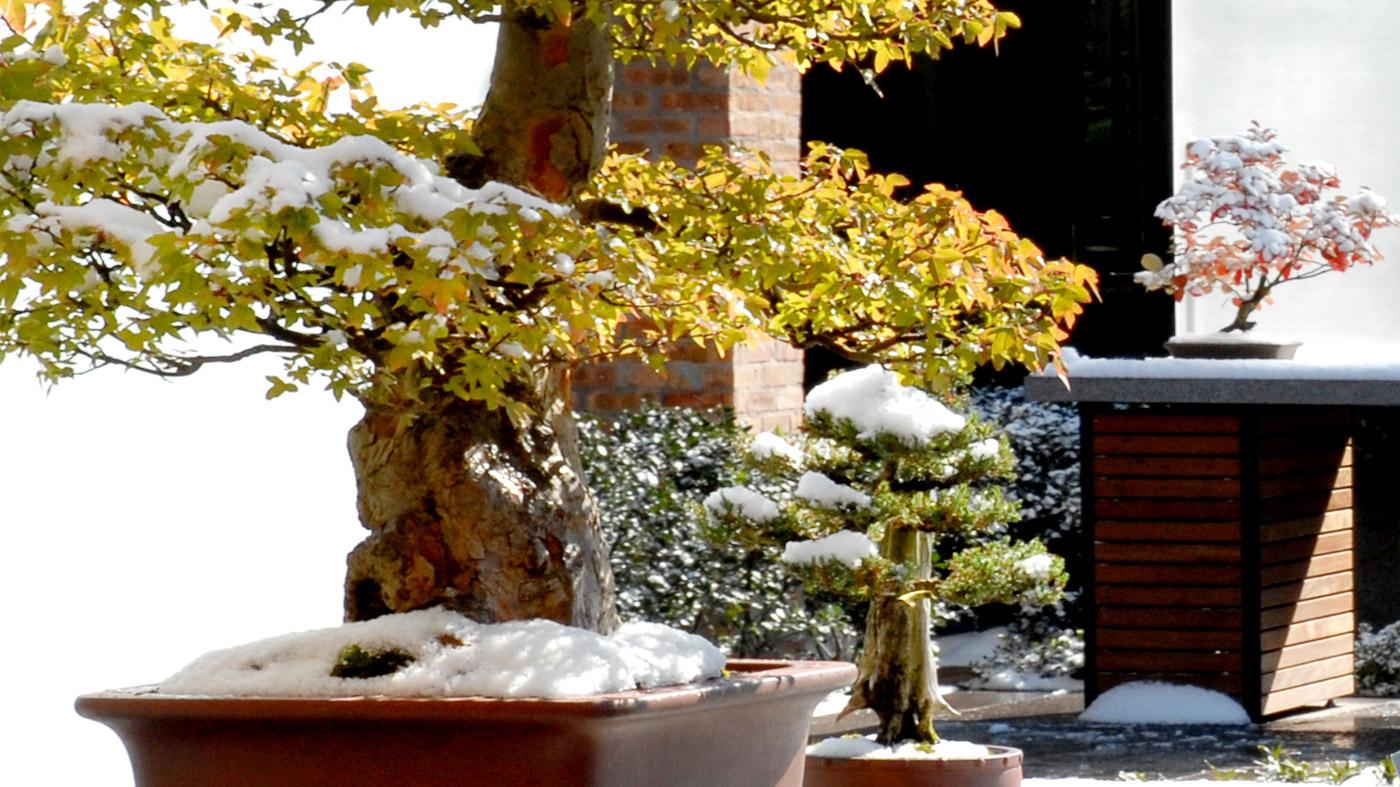 Bonsai - Preparing for Seasonal Storage