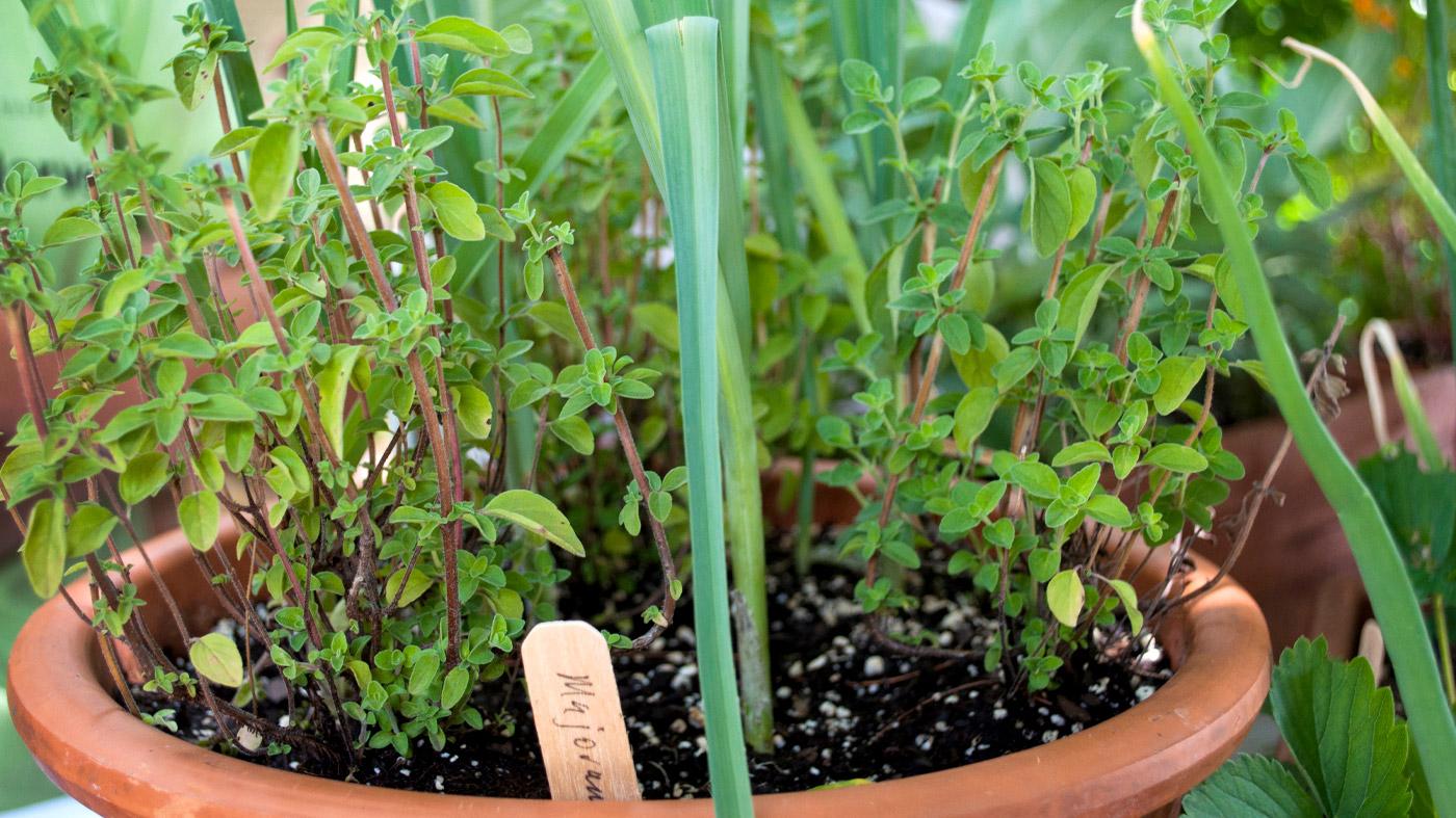 Edible Containers