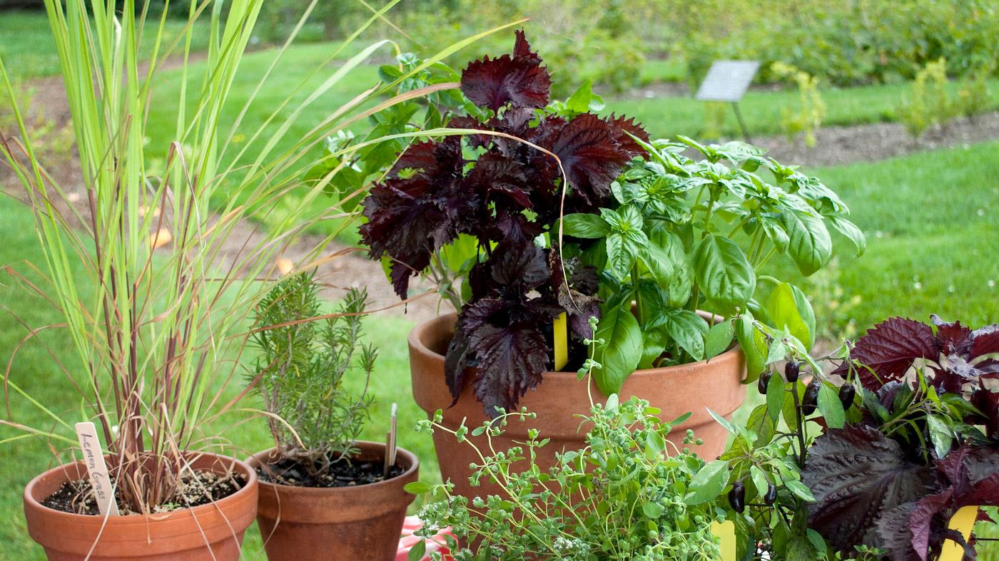 Gardening with Herbs