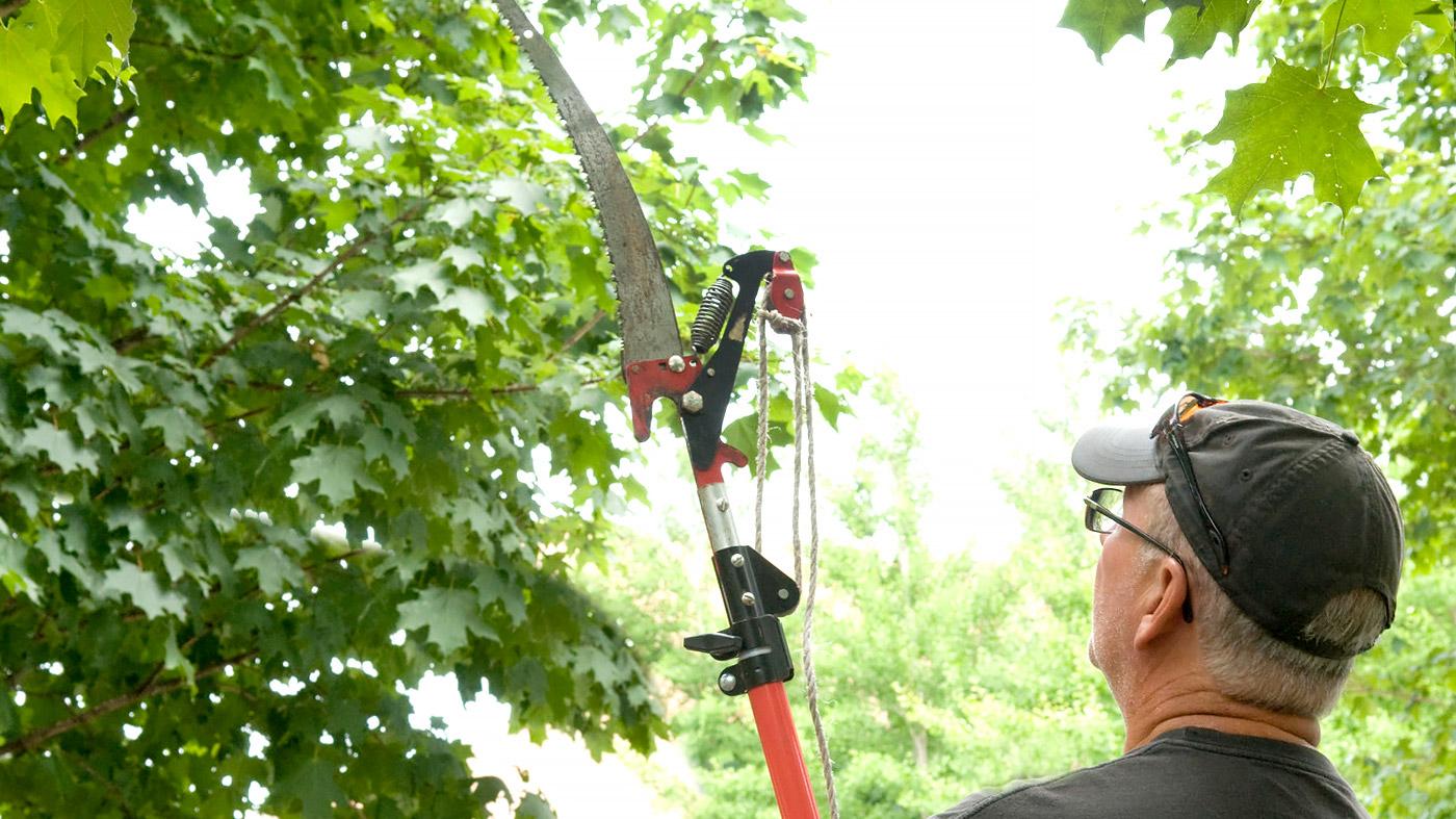 Summer Pruning