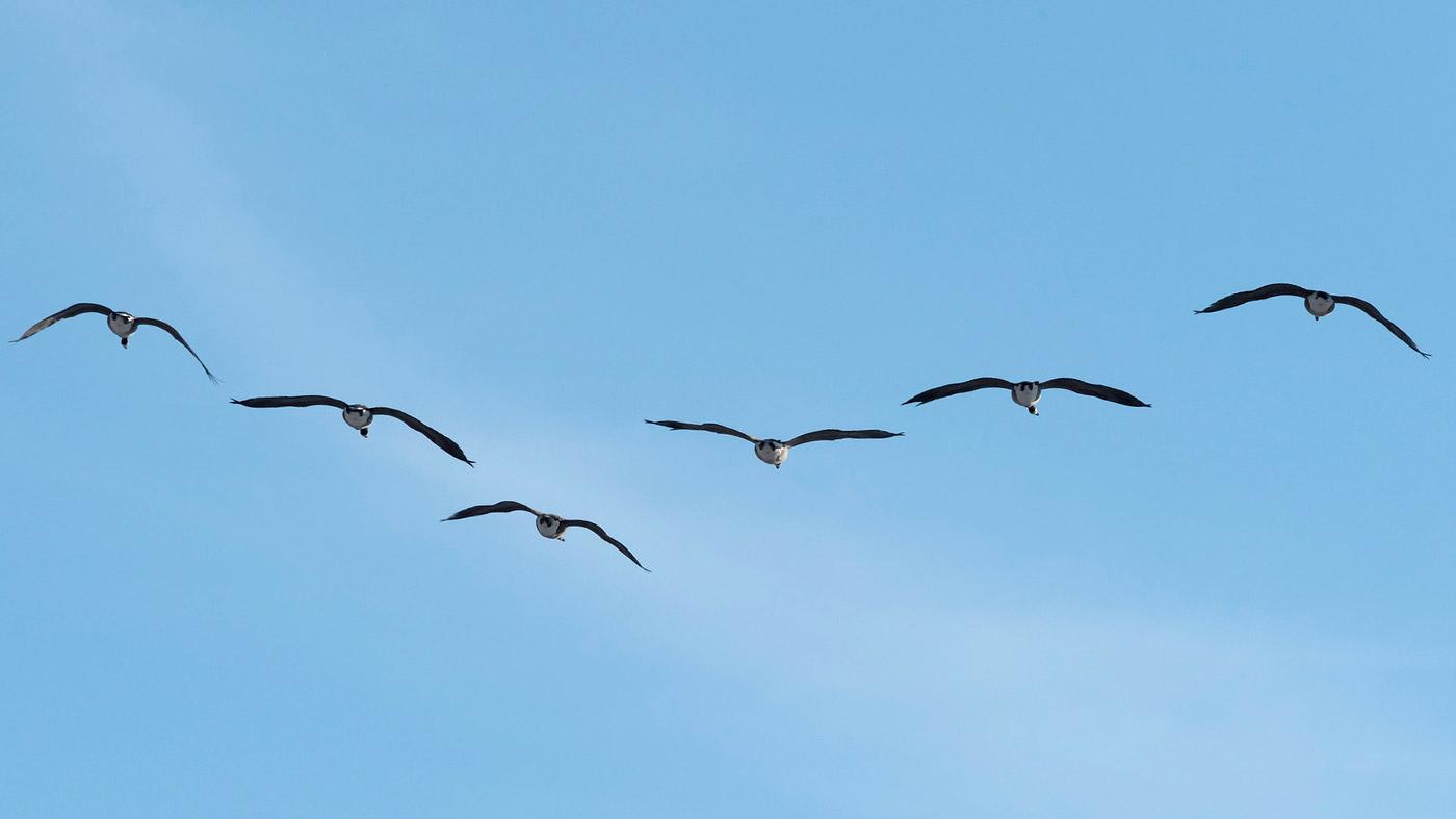 Fall Migration