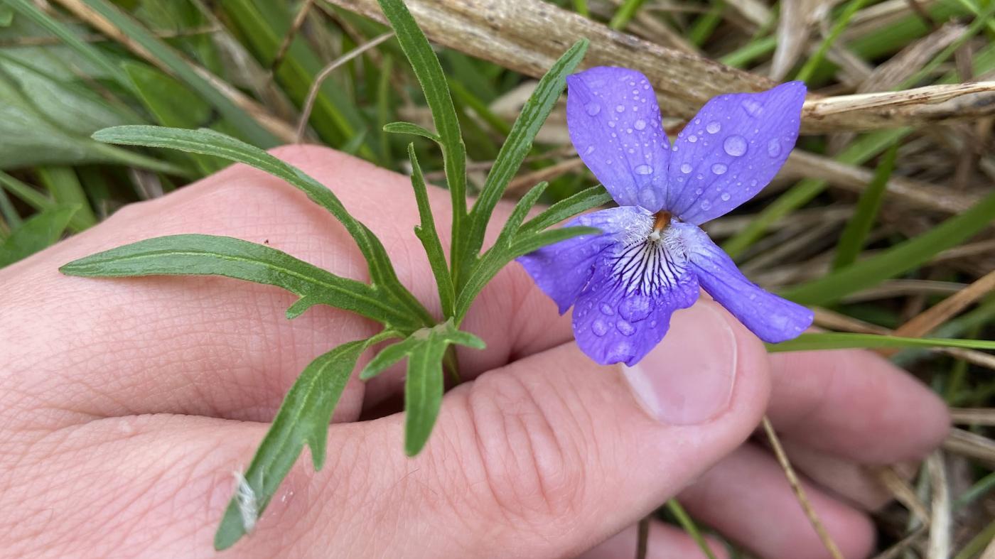 Viola petadifida