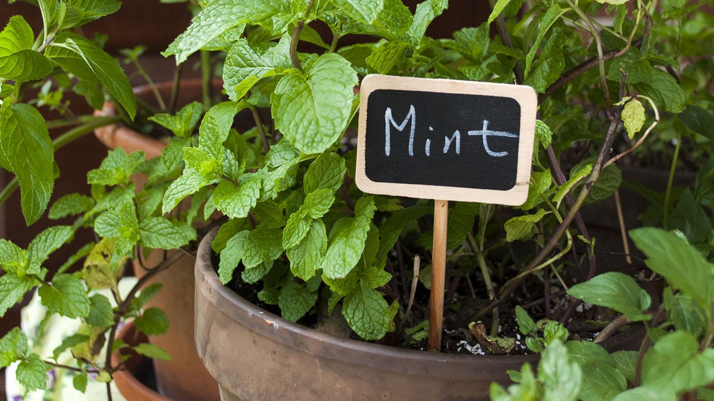 Herbs for Cocktails