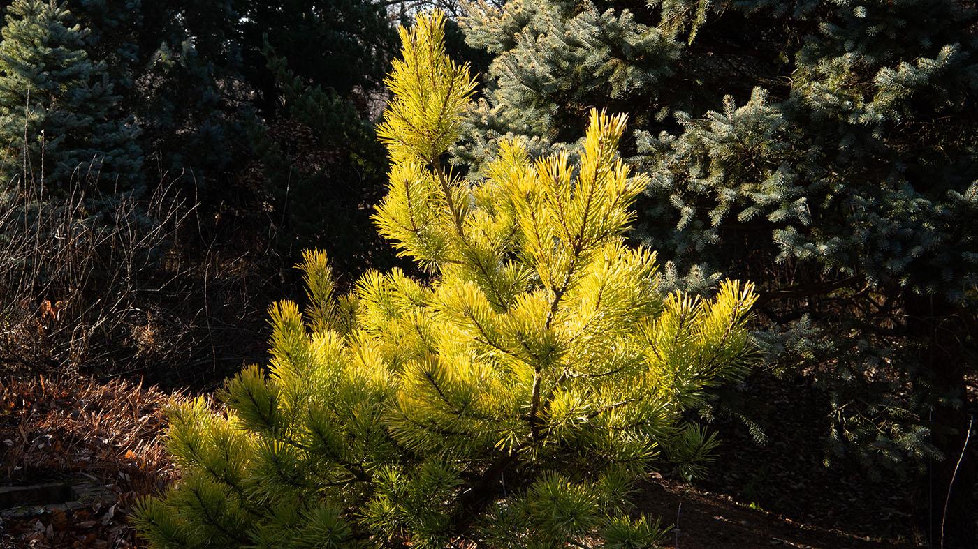Native evergreens