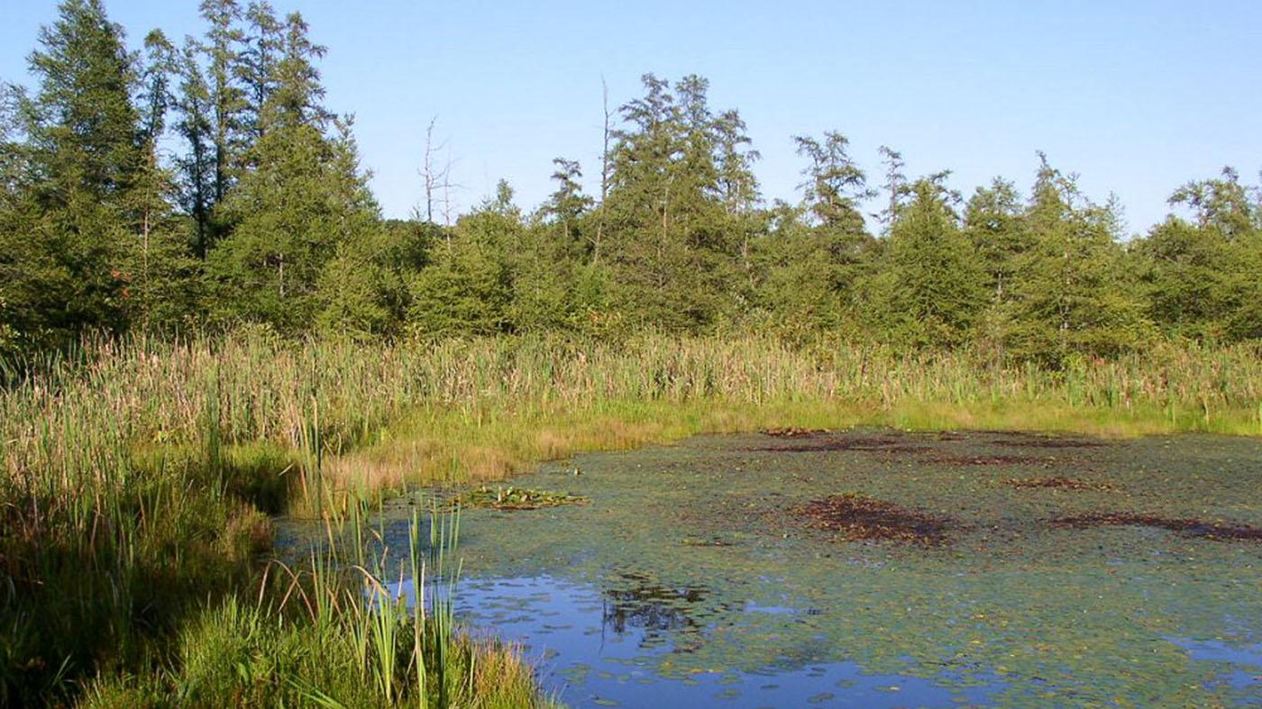 Volo bog