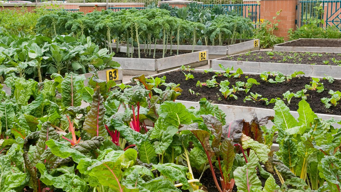 Plan your vegetable garden