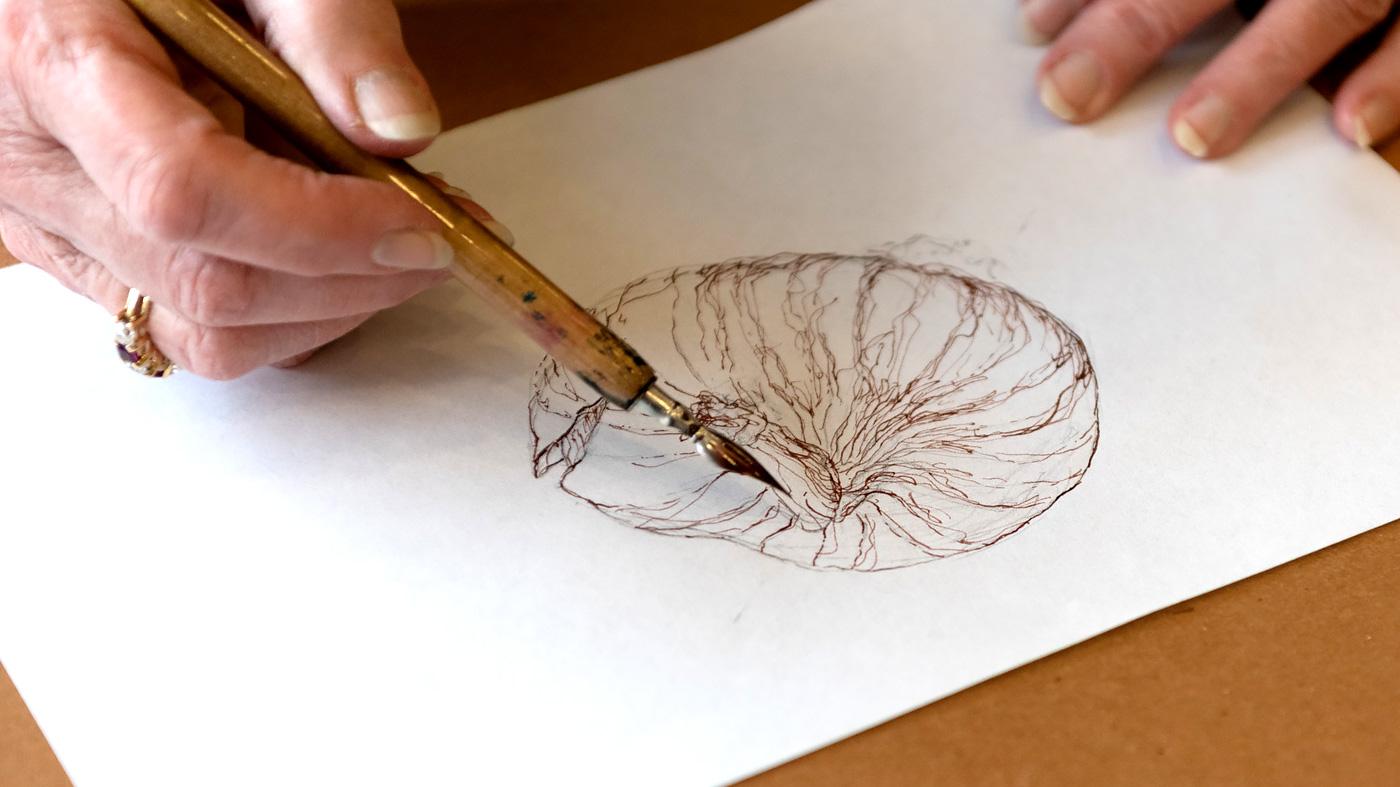 Botanical Drawing