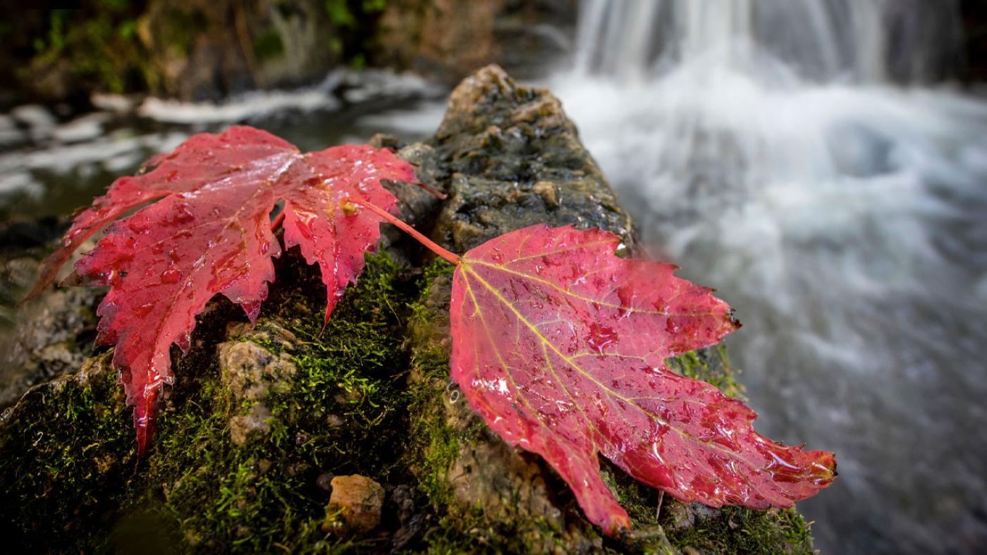 Fall at the Garden