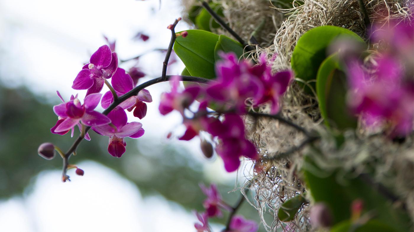 meditation through orchids