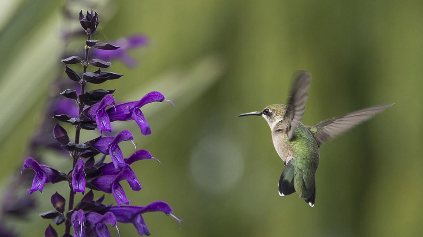 Design Combinations for Pollinators