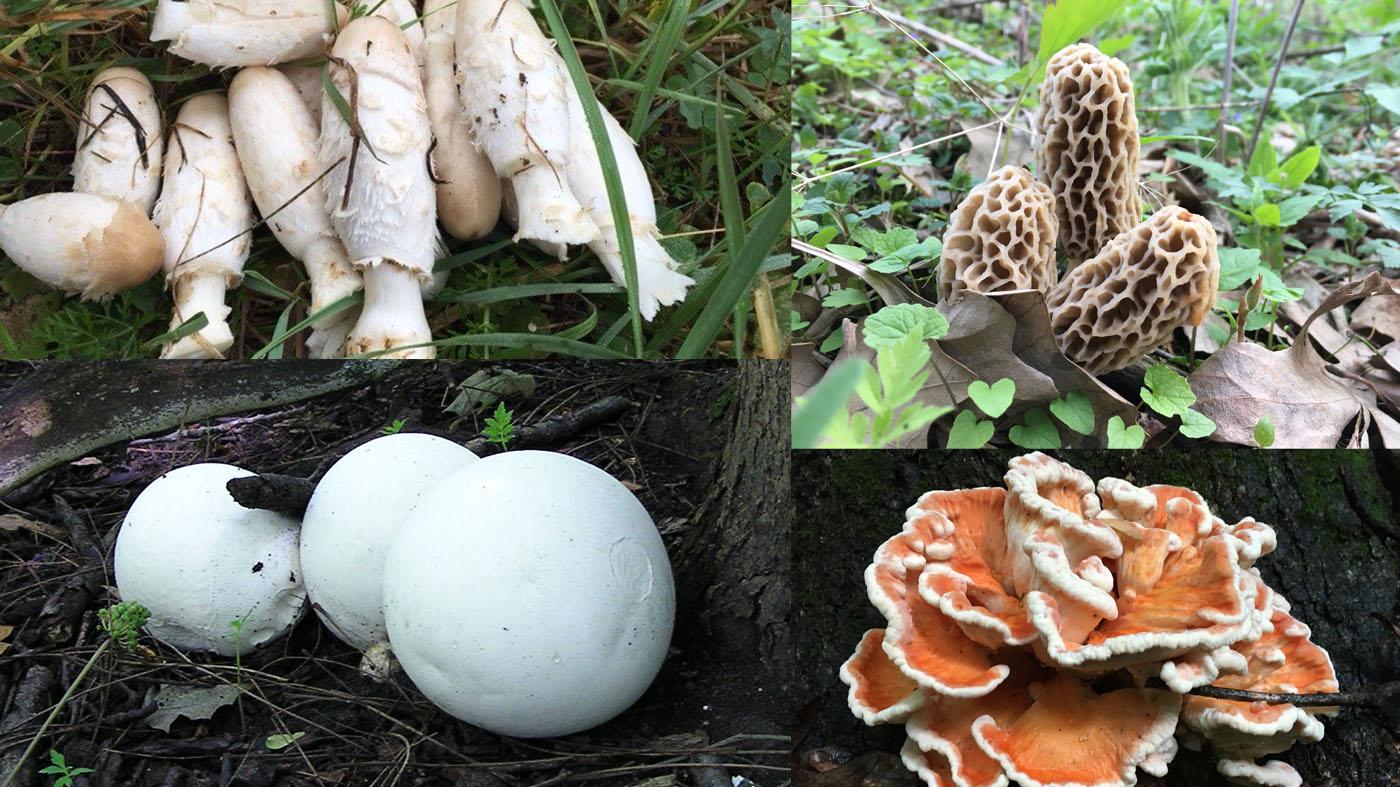 Foolproof mushrooms