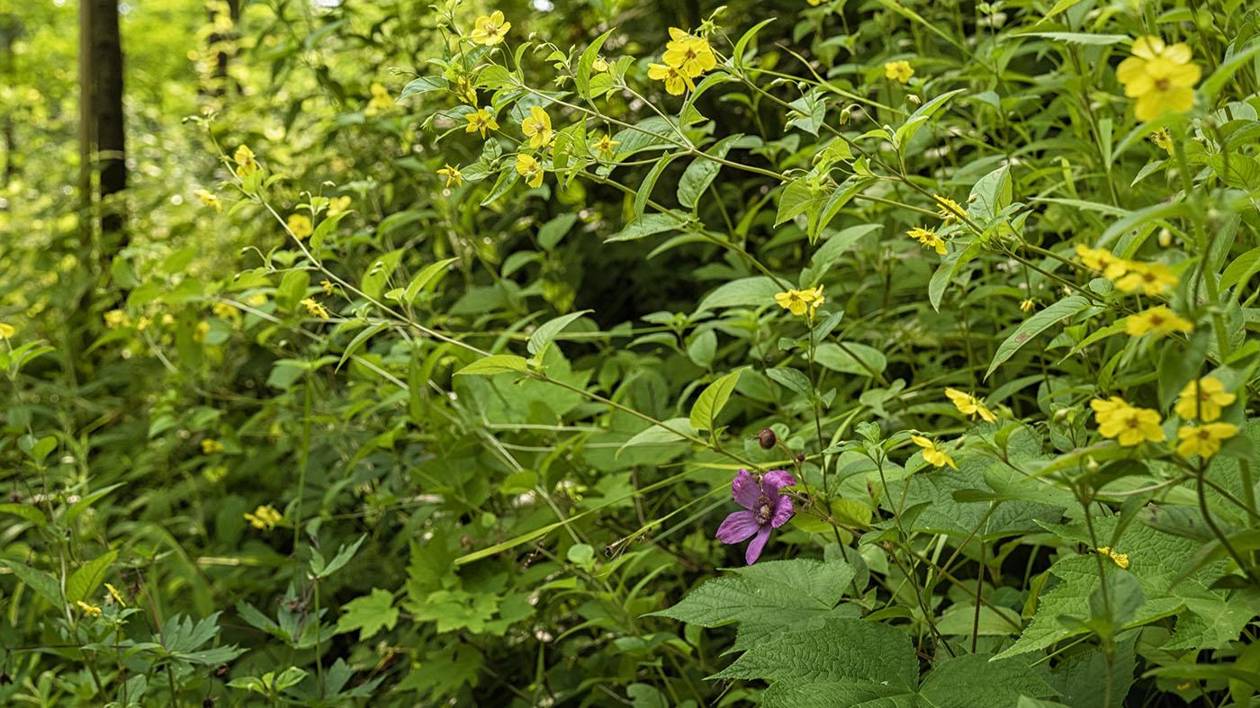 Walk in the Wildflowers