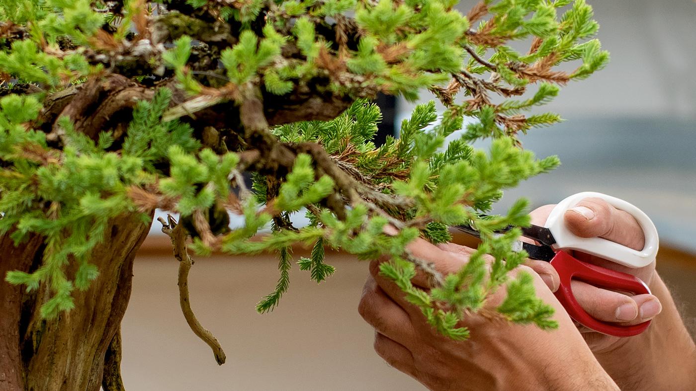 Pine Bonsai