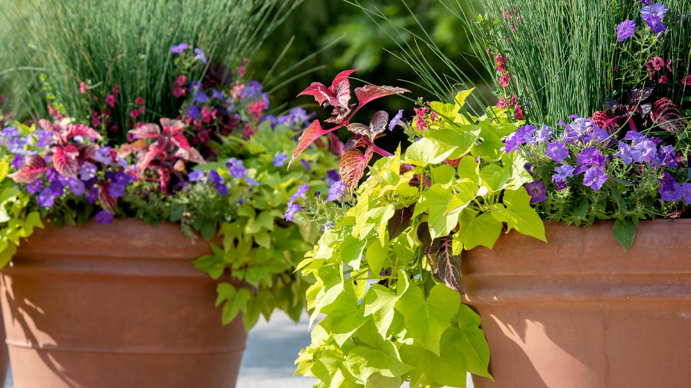 Summer Containers