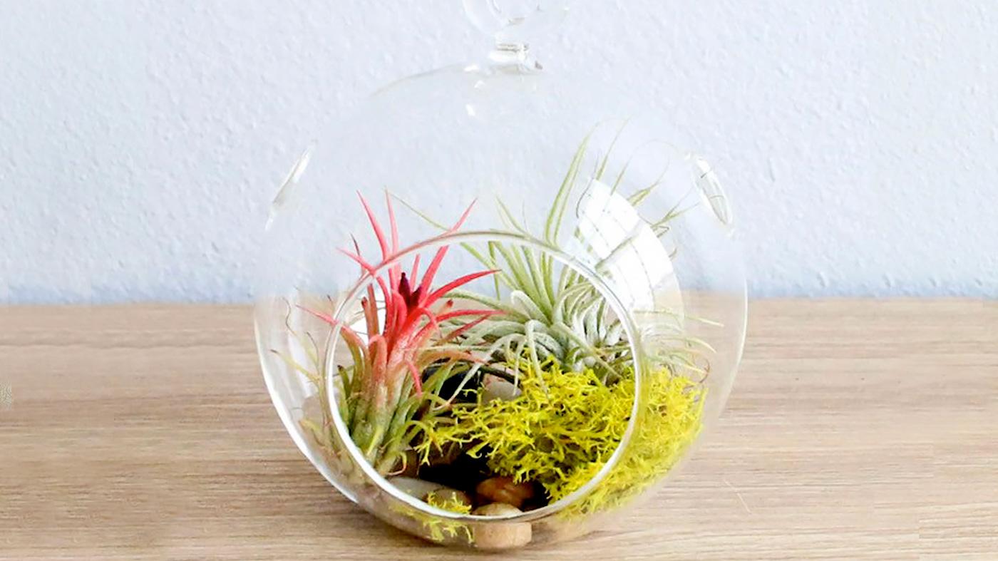Air Plant Terrarium