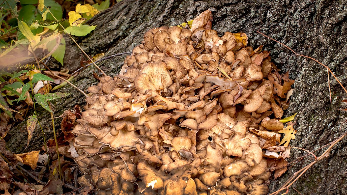 Mushrooms