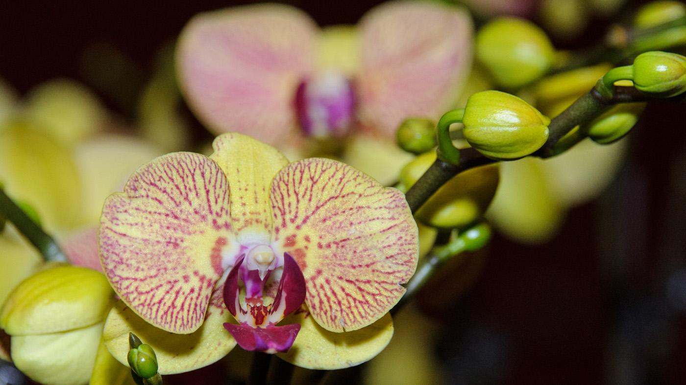Photography close-up orchid