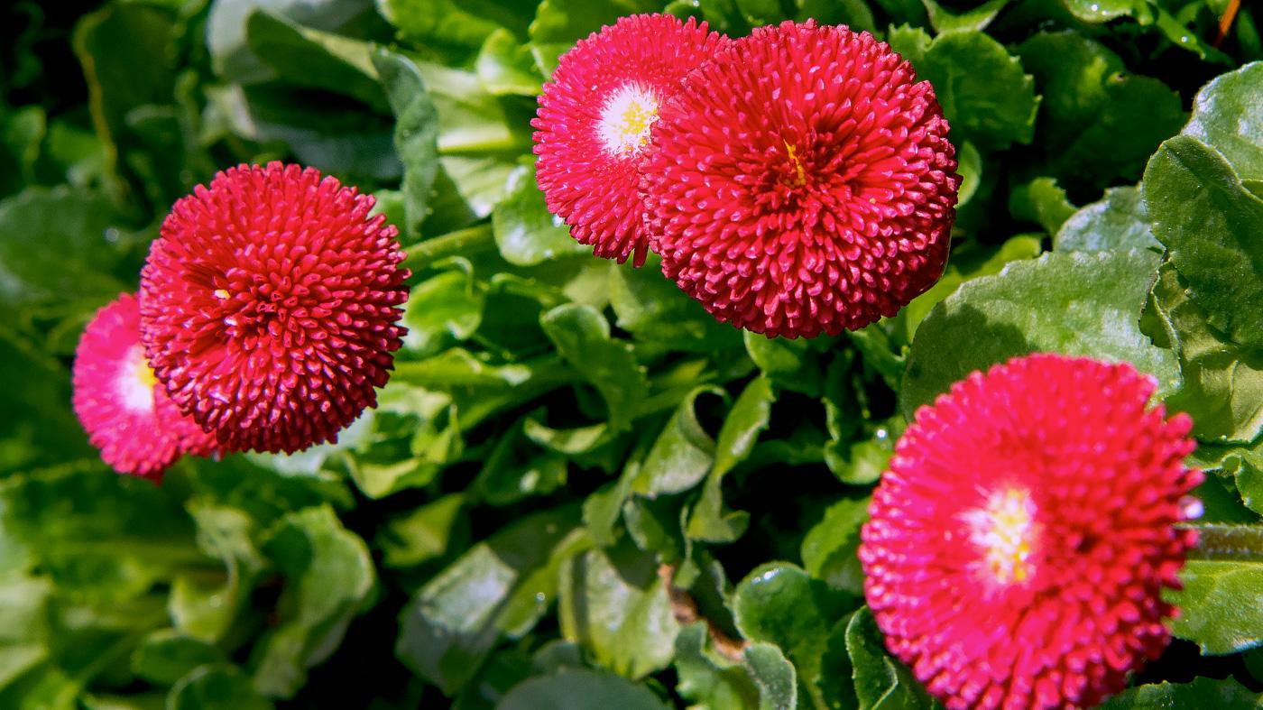 Exciting Annuals