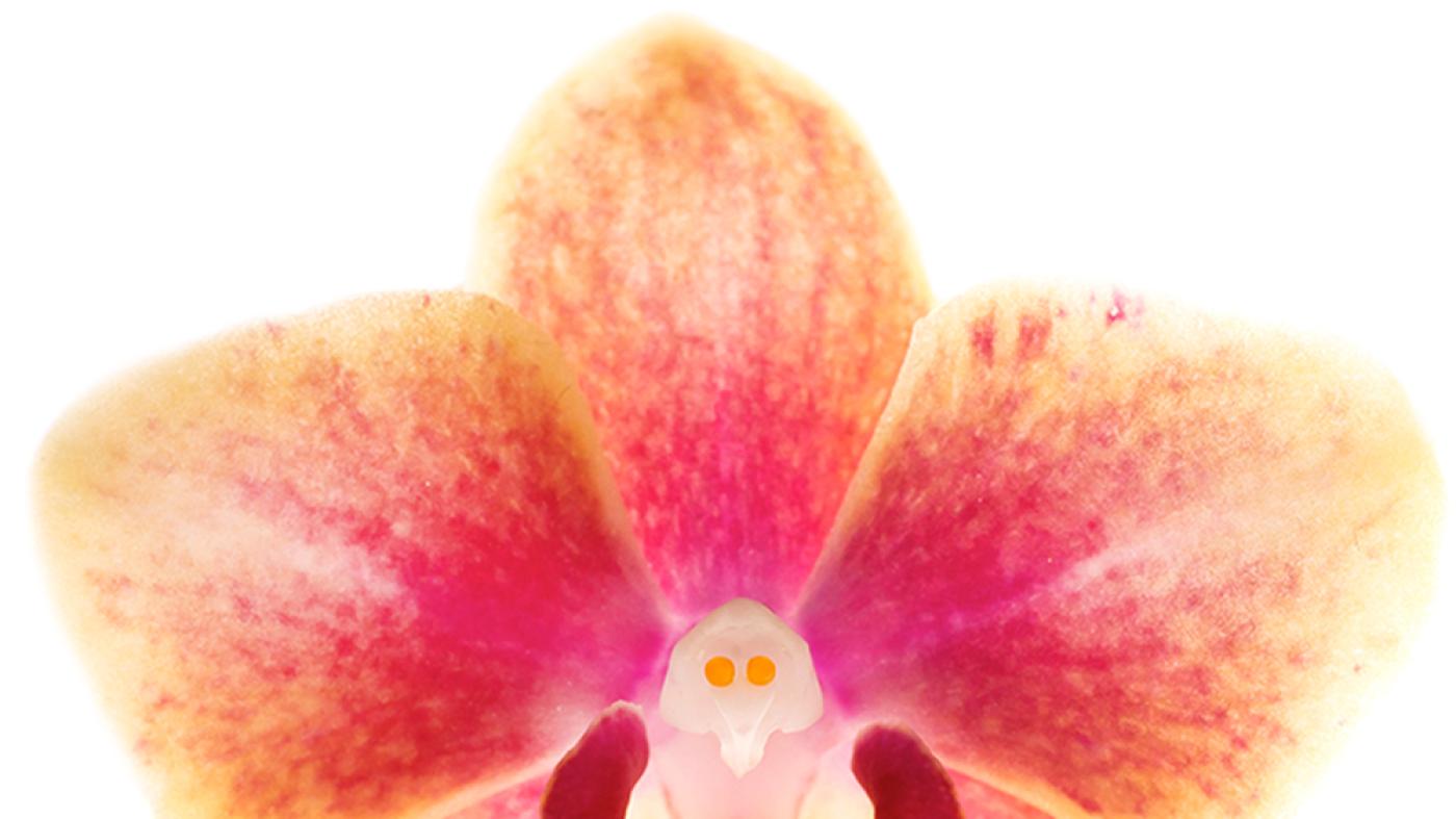 The Orchid Show Magnified