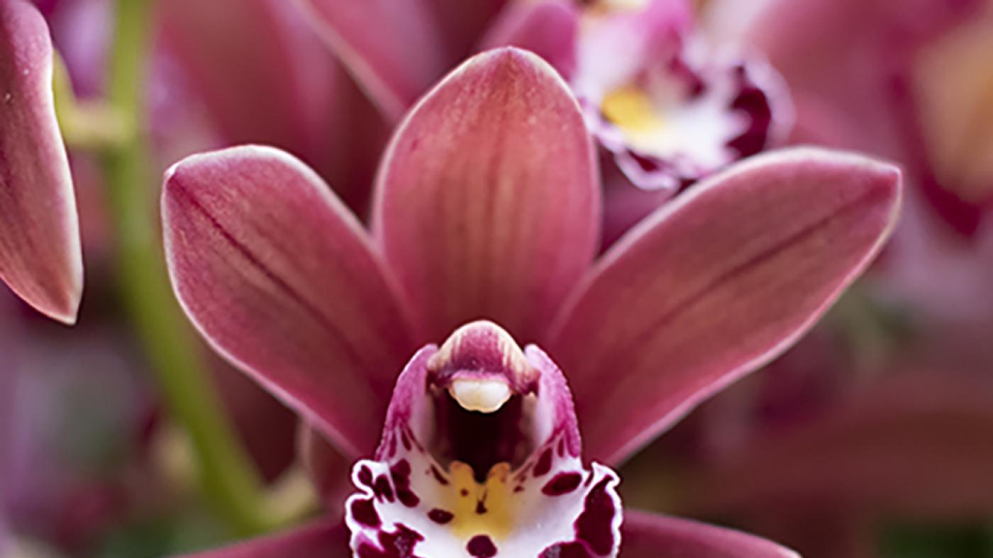 The Orchid Show: Magnified