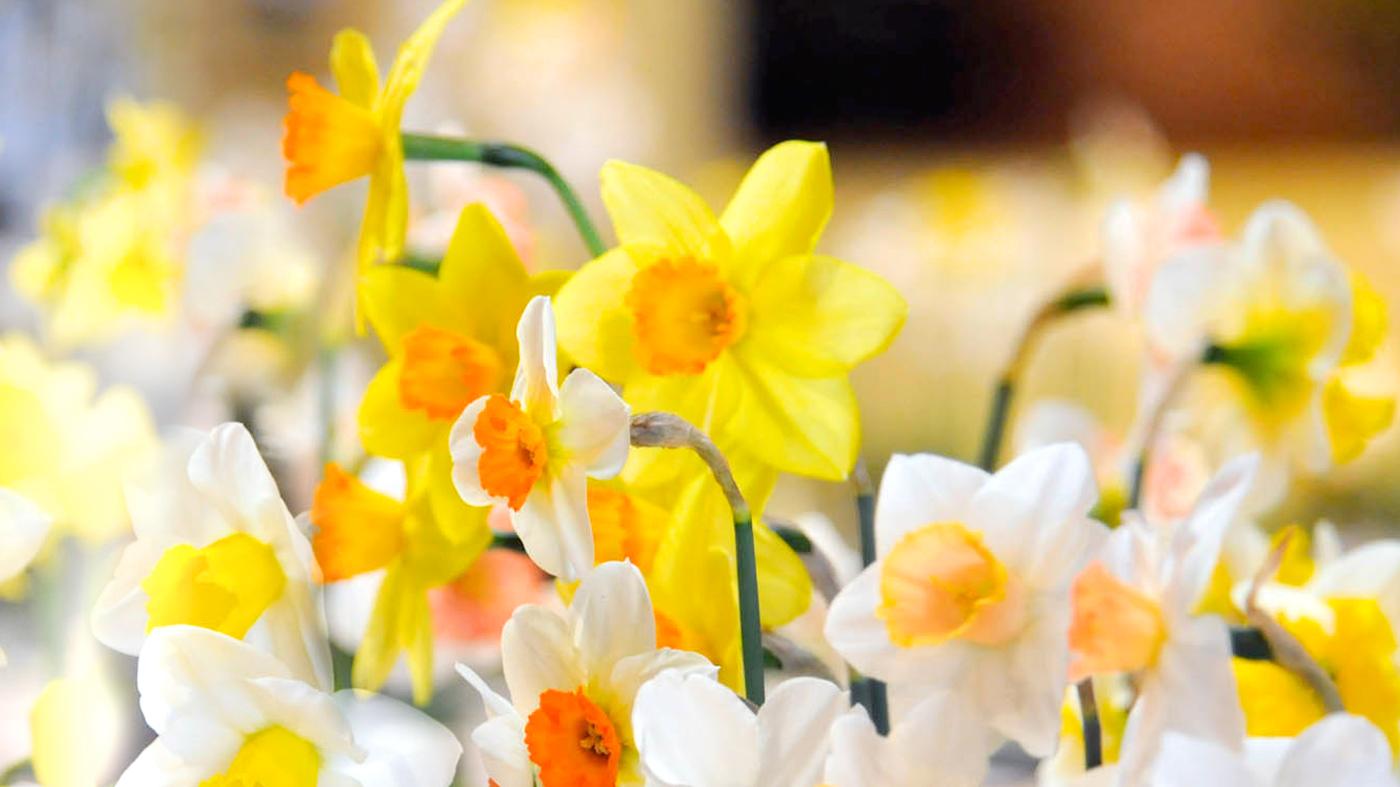 Daffodil Show