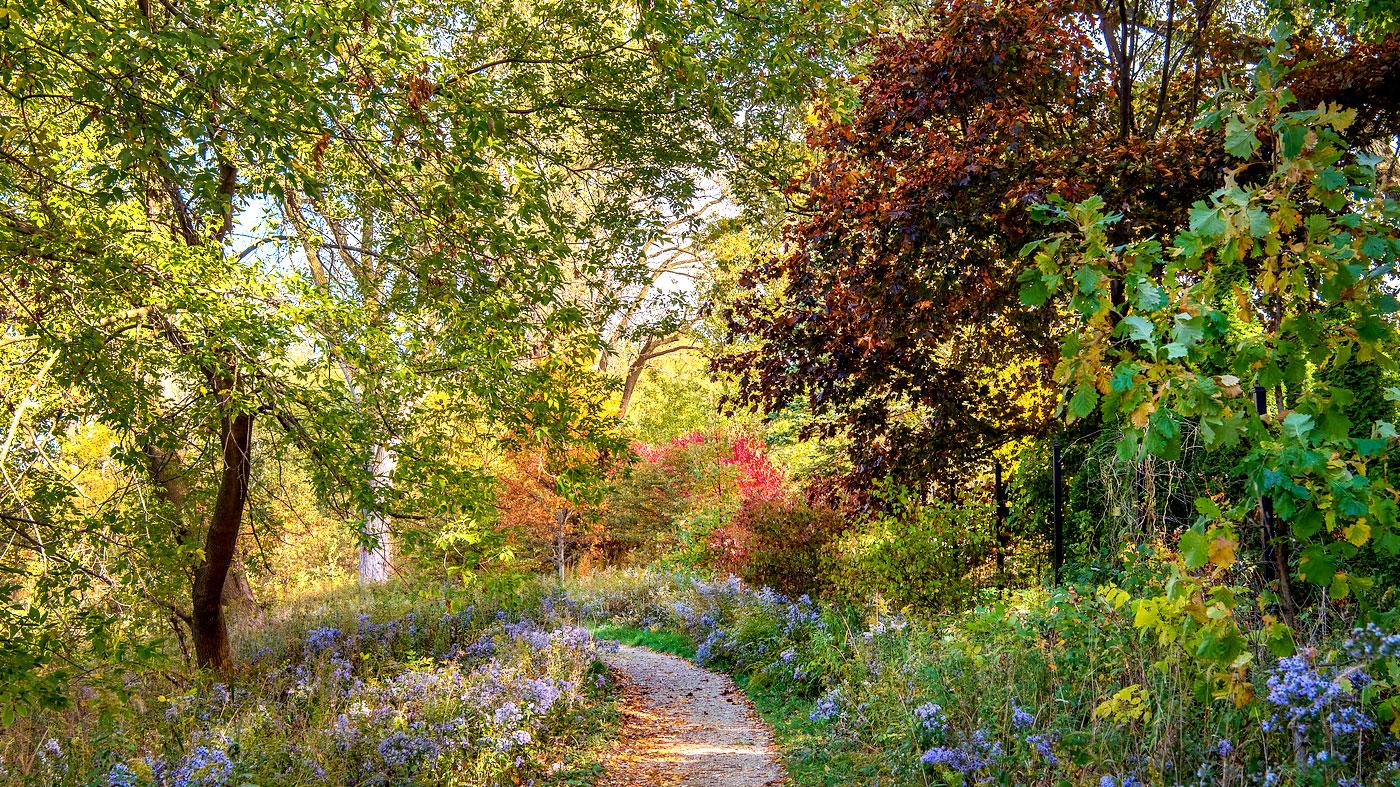 Seasonal Tree Walk Summer