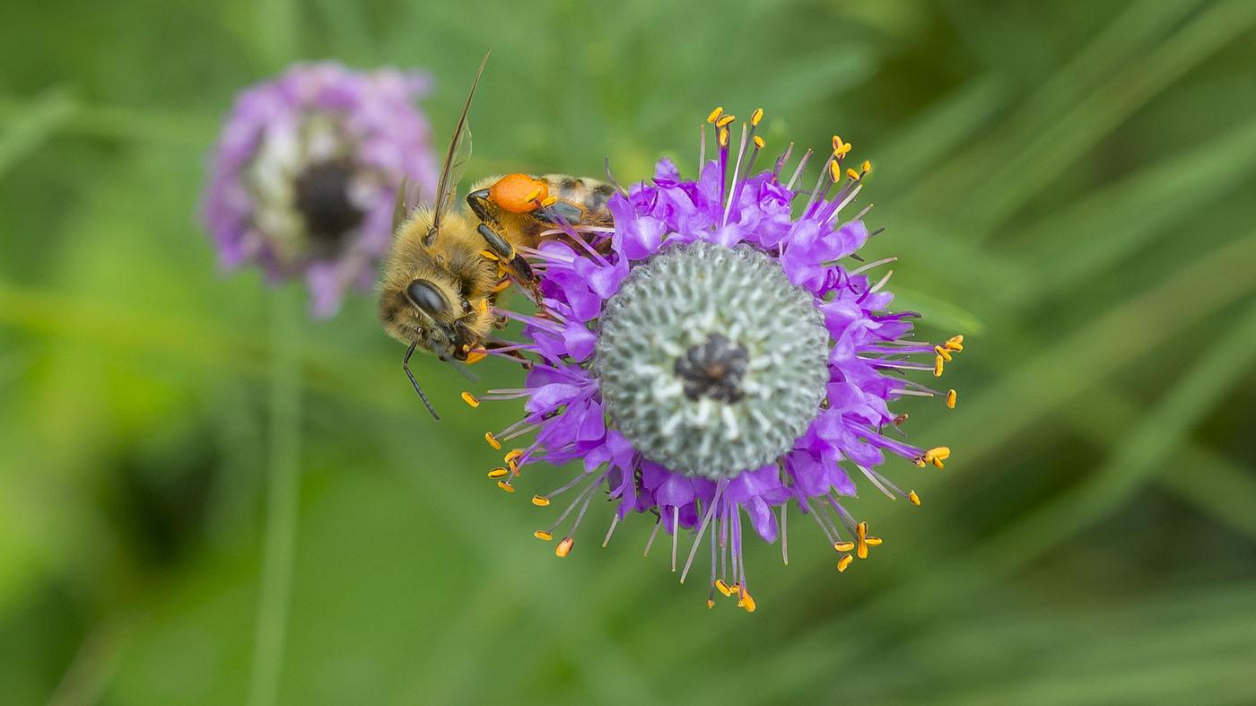 Bee and pollination ecology