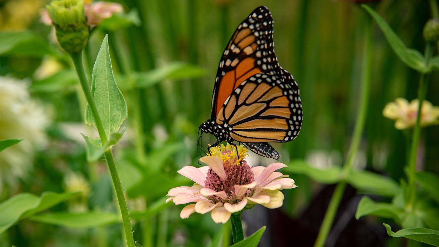 Raising monarch butterflies