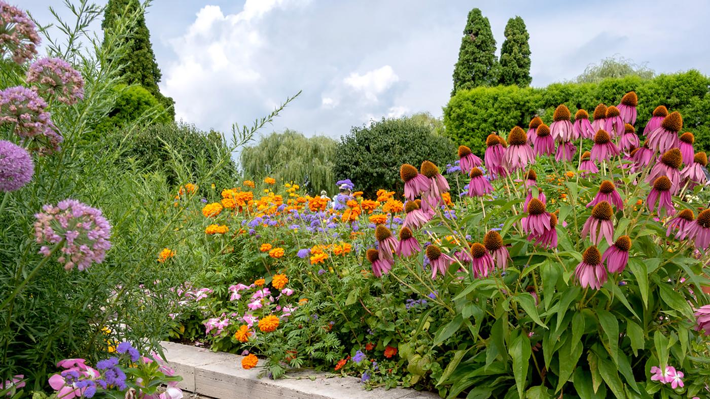 Growing Annuals & Perennials