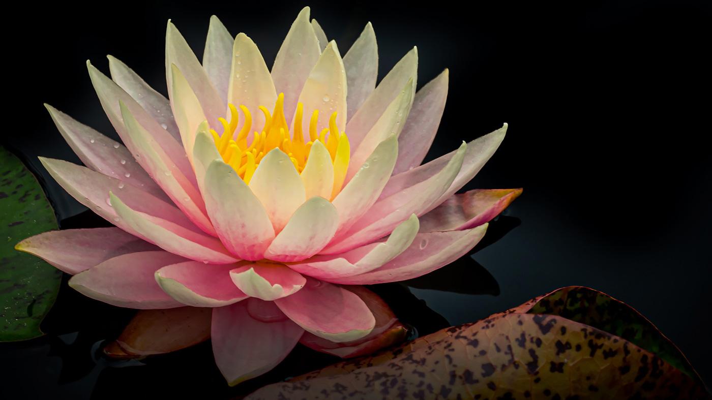 Lightroom 2: Realizing Your Vision